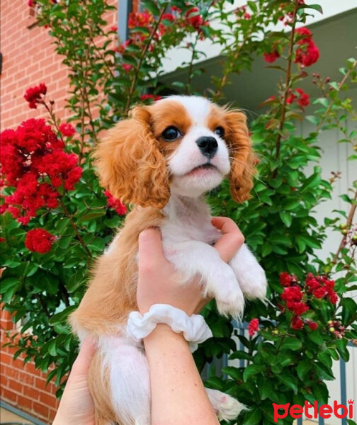 Cavalier King Charles Spanieli, Köpek  bella'm fotoğrafı