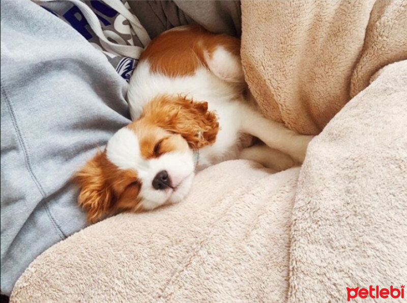 Cavalier King Charles Spanieli, Köpek  bella'm fotoğrafı