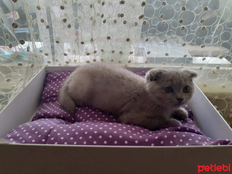 Scottish Fold, Kedi  Bülent fotoğrafı