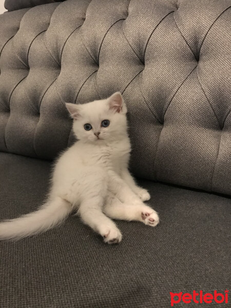 British Shorthair, Kedi  Şeker fotoğrafı