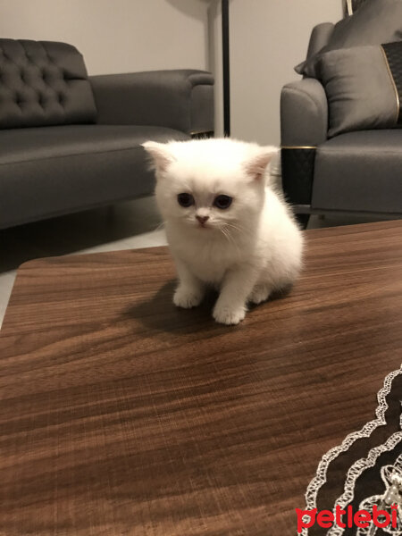 British Shorthair, Kedi  Şeker fotoğrafı