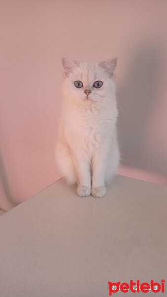 British Shorthair, Kedi  Şeker fotoğrafı