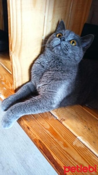 British Shorthair, Kedi  Pafi fotoğrafı