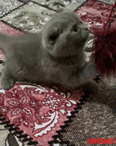 Scottish Fold, Kedi  Boncuk fotoğrafı