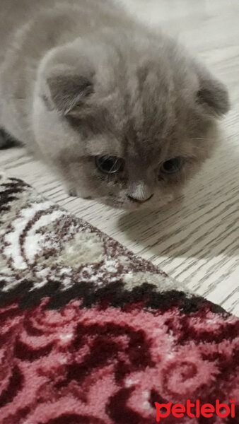 Scottish Fold, Kedi  Boncuk fotoğrafı