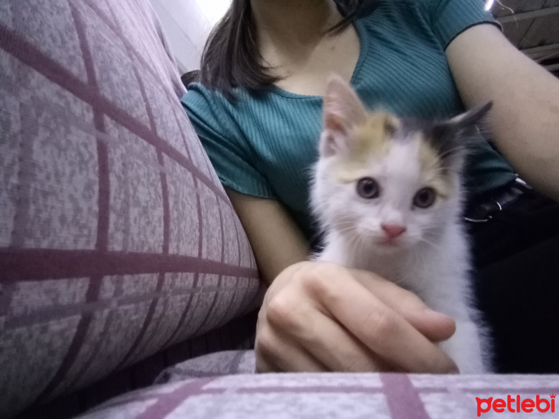 Tekir Kedi, Kedi  Binnaz fotoğrafı