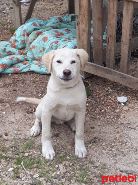 Golden Retriever, Köpek  PAŞA fotoğrafı