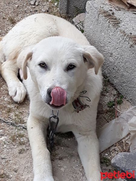 Golden Retriever, Köpek  PAŞA fotoğrafı