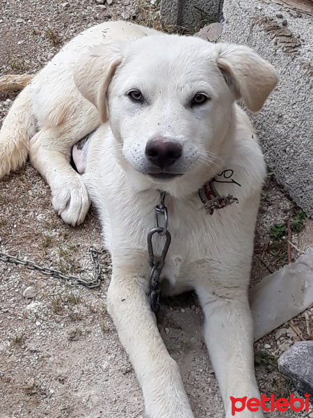 Golden Retriever, Köpek  PAŞA fotoğrafı