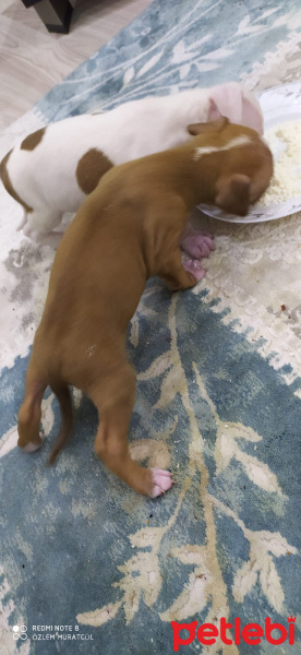 Amerikan Staffordshire Terrier, Köpek  Amerikan staff fotoğrafı