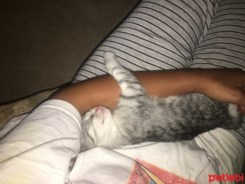 Tekir Kedi, Kedi  Miuv fotoğrafı