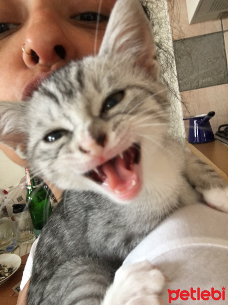 Tekir Kedi, Kedi  Miuv fotoğrafı