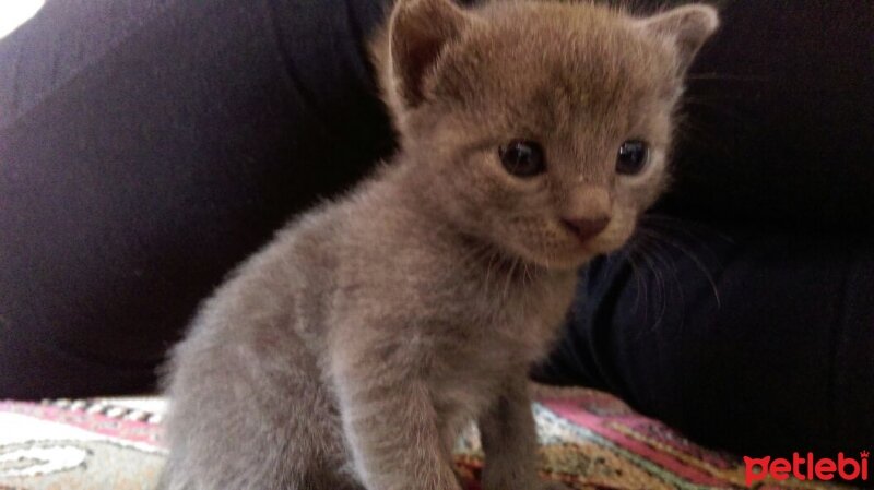 Bombay, Kedi  Bada fotoğrafı