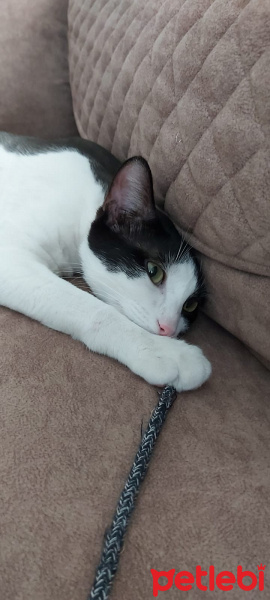 Tuxedo (Smokin) Kedi, Kedi  Paşa fotoğrafı