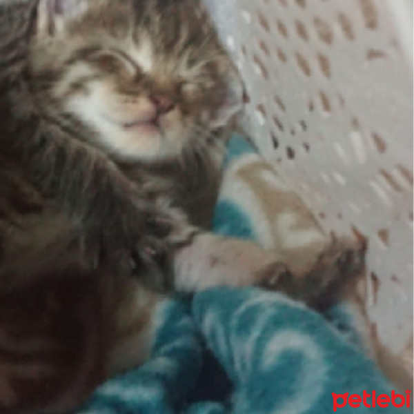 Tekir Kedi, Kedi  Venüs fotoğrafı