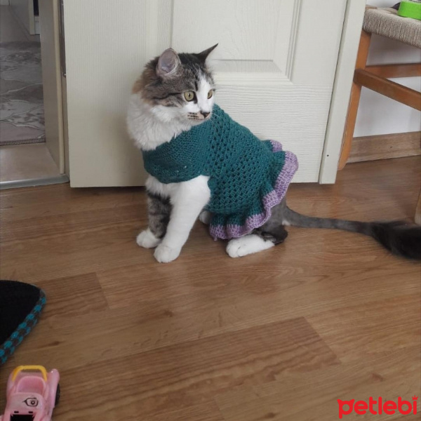 Tekir Kedi, Kedi  Venüs fotoğrafı