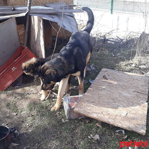 Tekir Kedi, Kedi  Venüs fotoğrafı