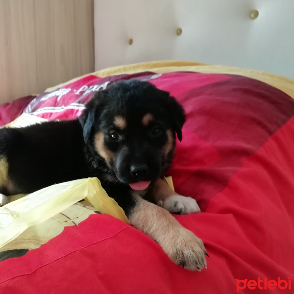 Tekir Kedi, Kedi  Venüs fotoğrafı