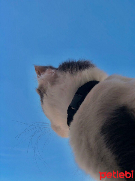 Norwegian Forest, Kedi  MİA fotoğrafı