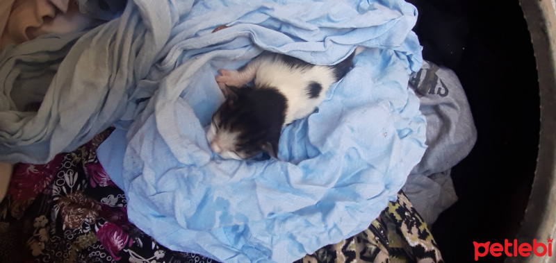 Tekir Kedi, Kedi  Mazlummm fotoğrafı