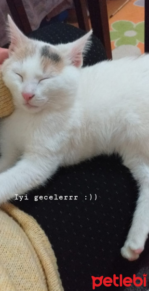 Tekir Kedi, Kedi  Yumak fotoğrafı
