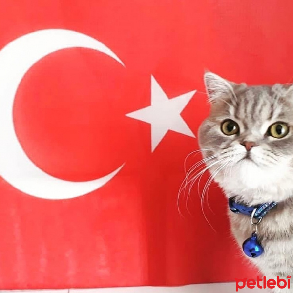 British Shorthair, Kedi  Badem fotoğrafı