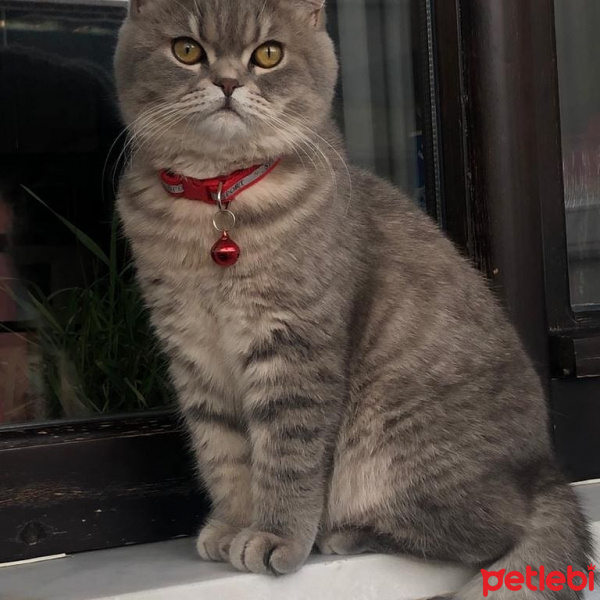 British Shorthair, Kedi  Badem fotoğrafı