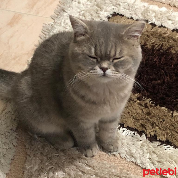 British Shorthair, Kedi  Badem fotoğrafı