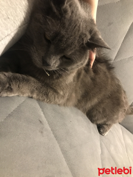 Scottish Fold, Kedi  Bulut fotoğrafı
