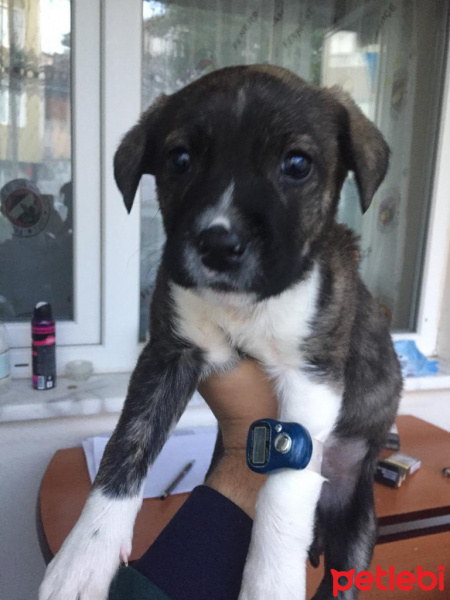 Dogo Arjantin, Köpek  Lora fotoğrafı