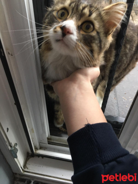 Tekir Kedi, Kedi  Çakal Carlos fotoğrafı