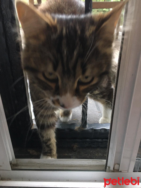Tekir Kedi, Kedi  Çakal Carlos fotoğrafı