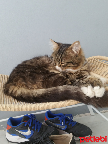 Tekir Kedi, Kedi  Çakal Carlos fotoğrafı