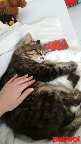 Tekir Kedi, Kedi  Çakal Carlos fotoğrafı