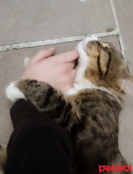 Tekir Kedi, Kedi  Çakal Carlos fotoğrafı
