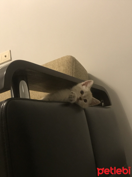 British Shorthair, Kedi  Gilbert fotoğrafı