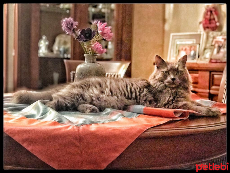 Mavi Rus, Kedi  Prens fotoğrafı