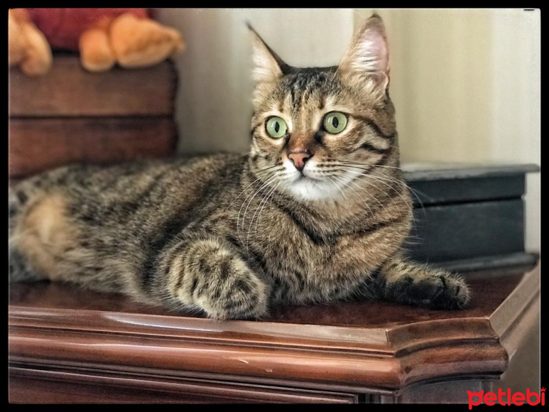 Tekir Kedi, Kedi  Tekire fotoğrafı