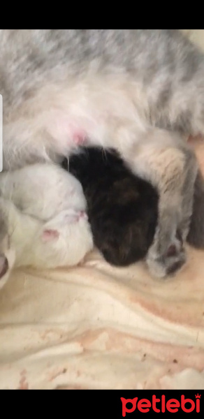 British Shorthair, Kedi  Poter fotoğrafı