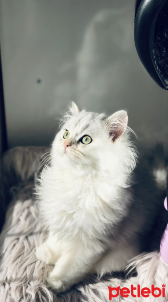 Scottish Fold, Kedi  Hermes Leo fotoğrafı