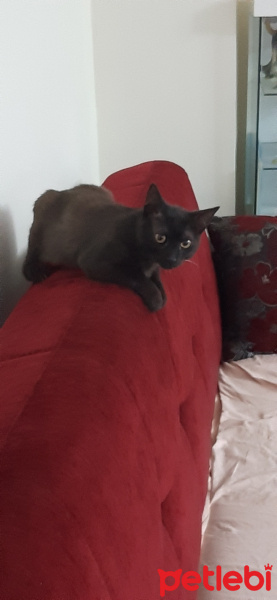 York Chocolate, Kedi  Jakop fotoğrafı