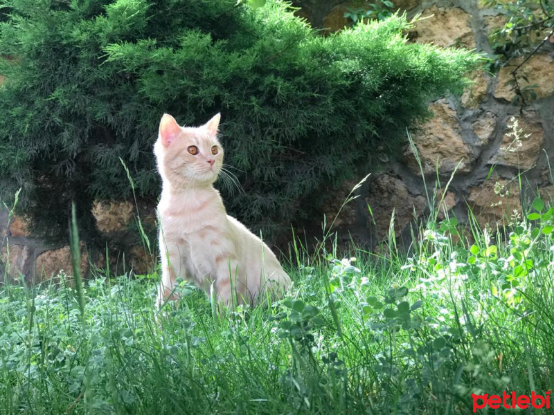 Scottish Fold, Kedi  Leo fotoğrafı