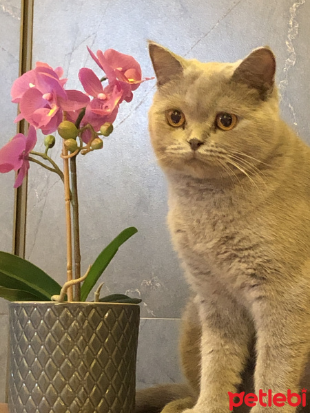 British Shorthair, Kedi  Ichi fotoğrafı
