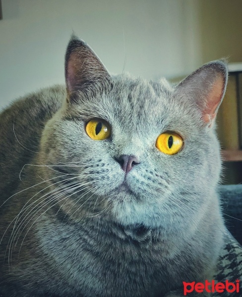 British Shorthair, Kedi  Ichi fotoğrafı