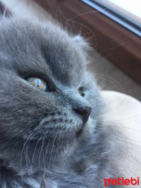 British Shorthair, Kedi  Tommy fotoğrafı
