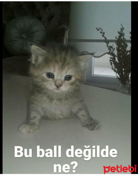 İran Kedisi (Persian), Kedi  Duman fotoğrafı