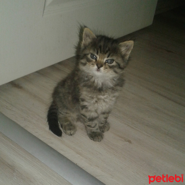 İran Kedisi (Persian), Kedi  Duman fotoğrafı