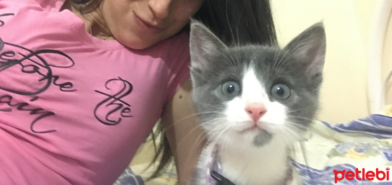 Tekir Kedi, Kedi  Duman fotoğrafı