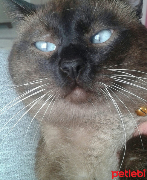 Siyam Kedisi, Kedi  Cesur fotoğrafı