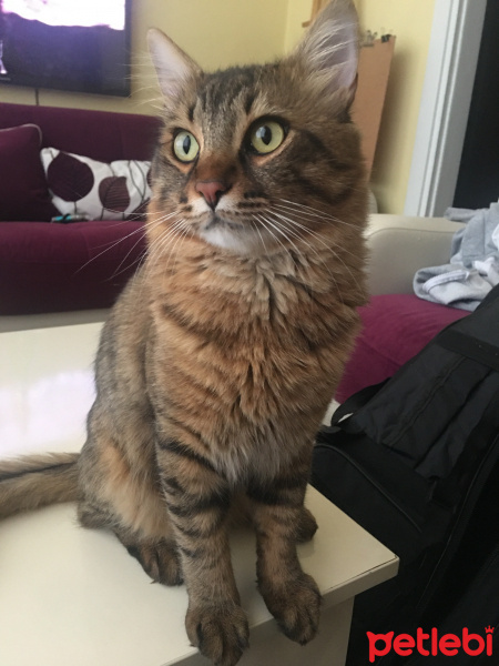 Somali, Kedi  Çakır fotoğrafı